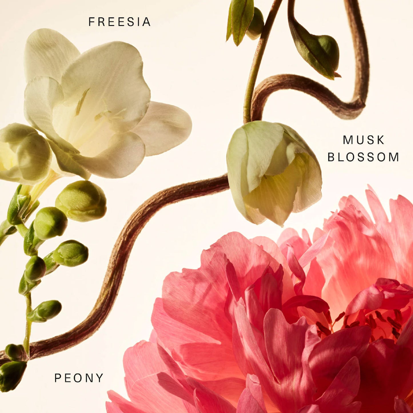 Floral Peony Blossom Fragancia Balsamo - A Pedido